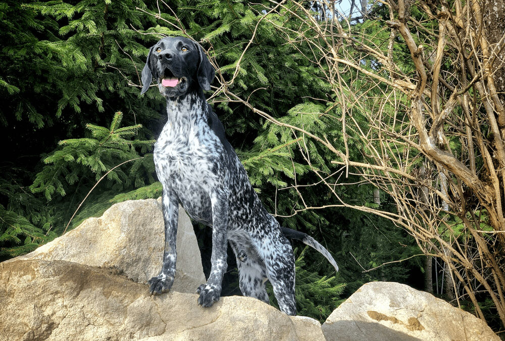 Benelli vom Riedelwald wird 4 Jahre alt - Landpfoten